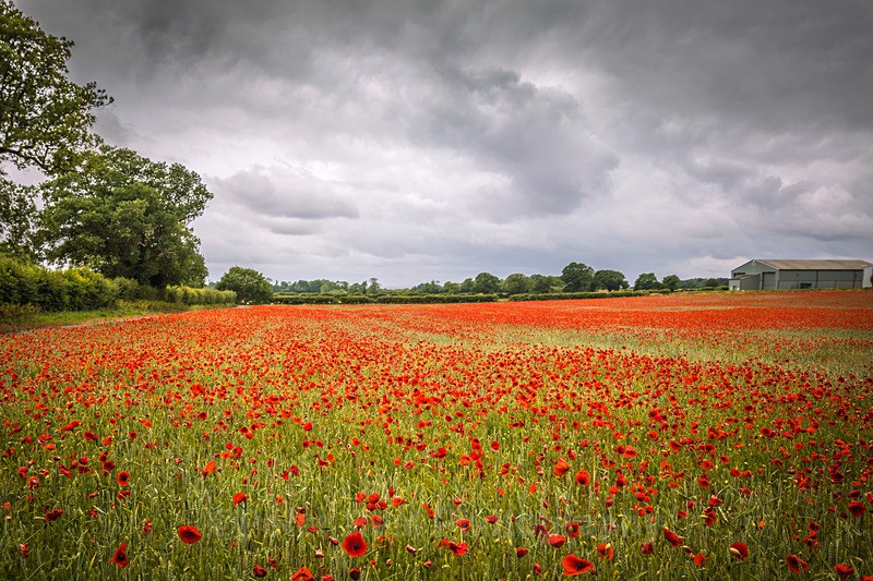 EF6A1846_Field Of Red - Landscapes