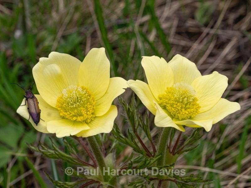 Sulphur Pasque flower (Pulsatilla alpina ssp apiifolia  also P. sulphurea), - Wild Flowers
