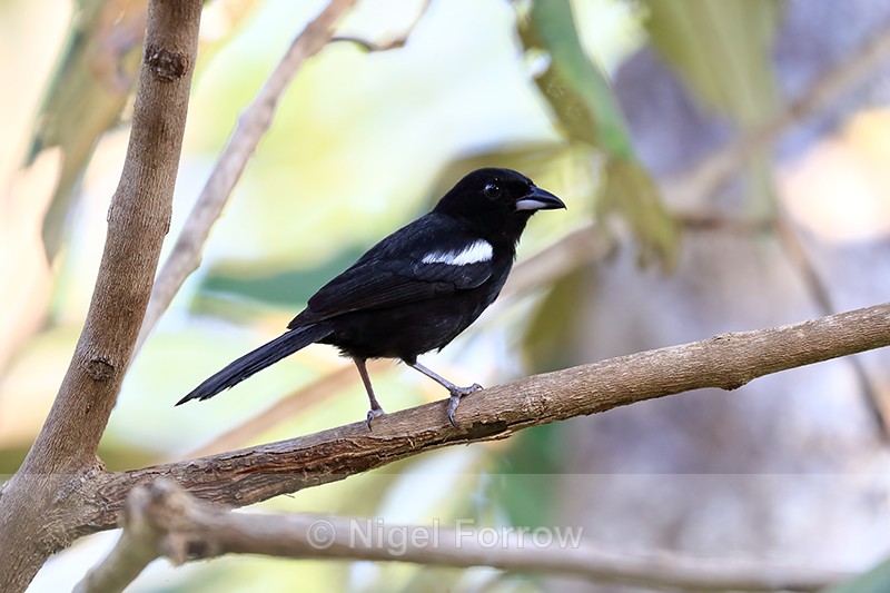 White-shouldered Tanager (male), Osa Peninsula, Costa Rica - White-shouldered Tanager