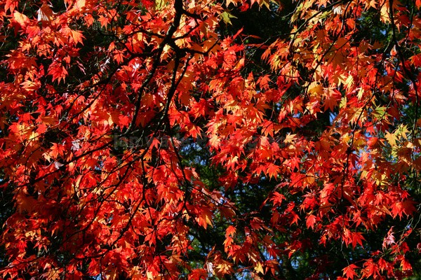 Westonbirt _WB012 - Wild Flowers,  plants & Fungus photography, Great Britain