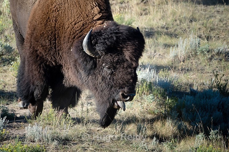  - Yellowstone