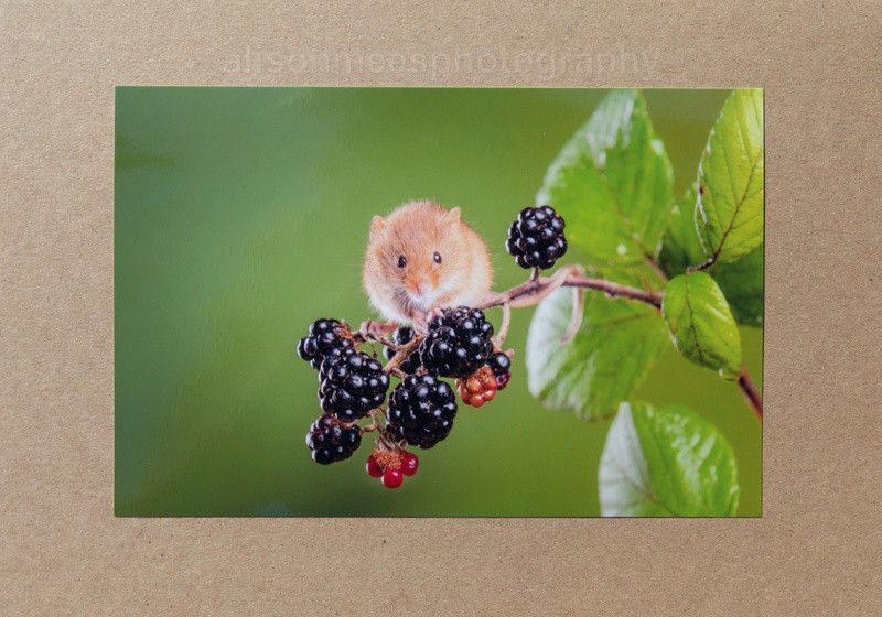 49 Harvest Mouse & Blackberries - For Sale - Handmade Cards £2.50 each
