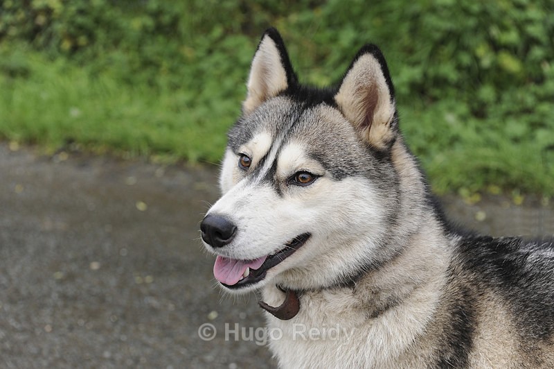  - Canine Friends