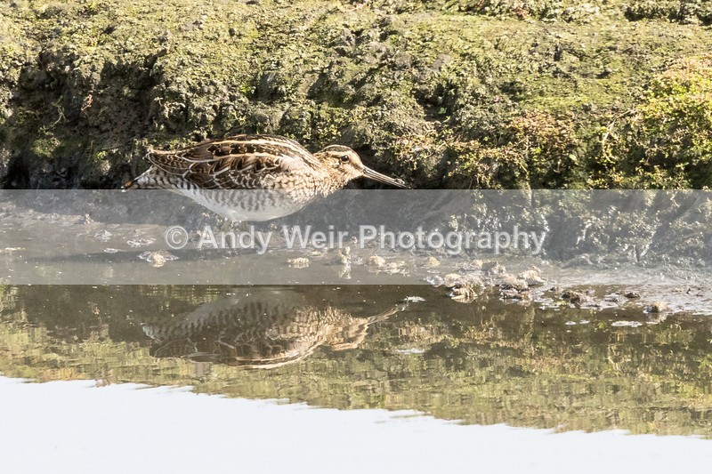 20160916-8E0A9145 - Other Waders