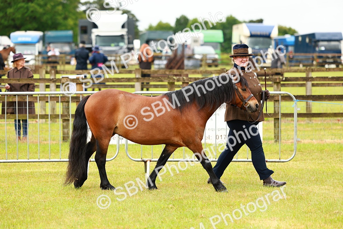 SBM_00255 - Class 58-67 - M&M Non Welsh Pony In hand