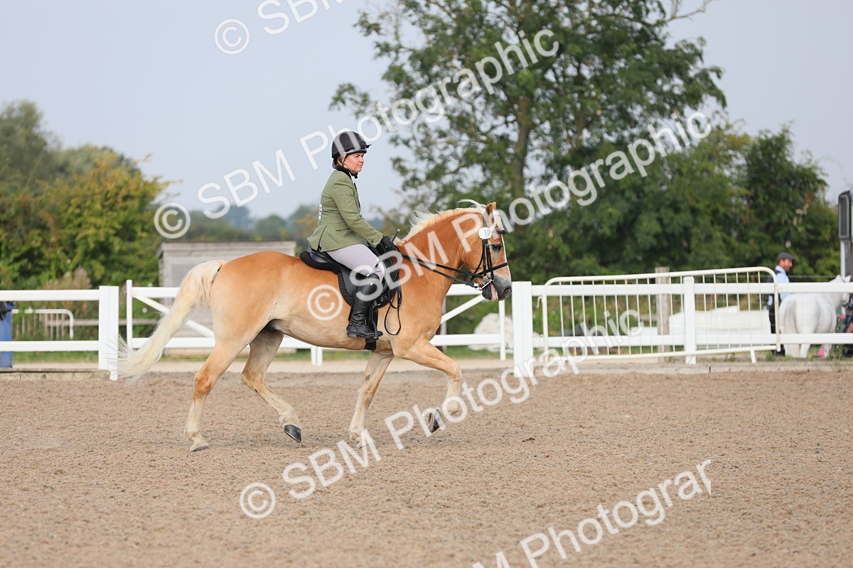 SBM_10657 - Class 303 Ridden Pure Bred Horse/Pony (excl M&M)