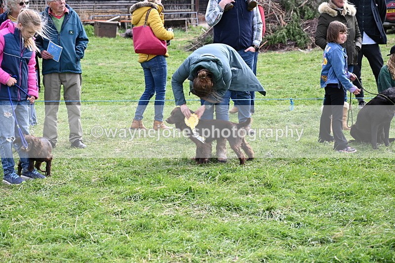 WJ6_9115 - Class 8 Best Working / Gun Dog or Bitch