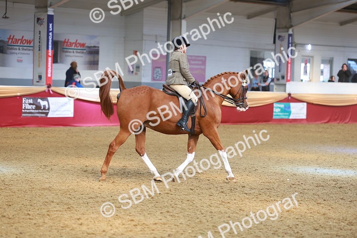 SBM_10586 - Class 103 - HOYS Veteran Qualifier - Ridden Pre Vet
