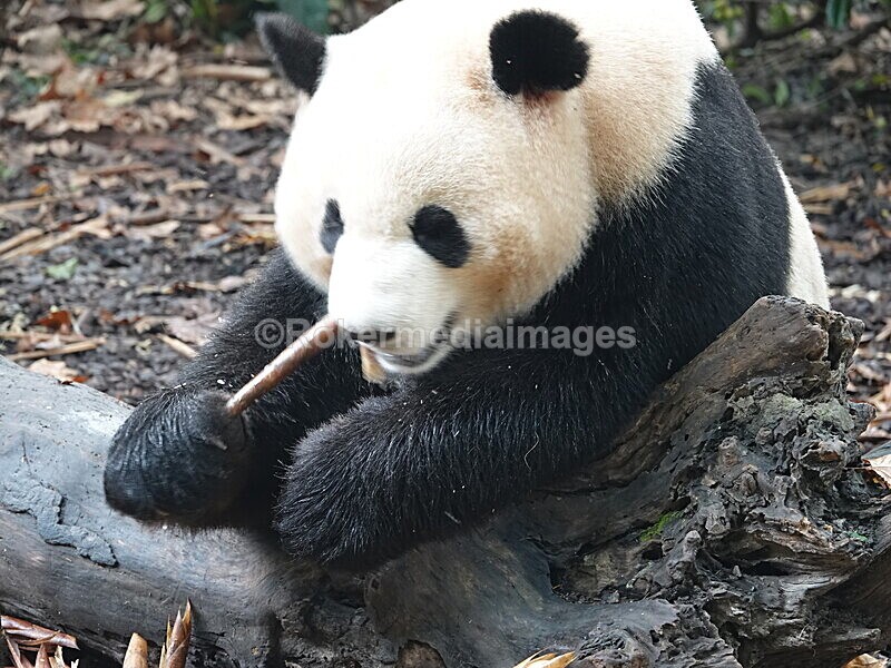 CHINA__0066 - China 2019