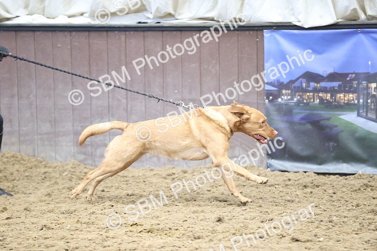 SBM_001315 - Class 3 - Horse & Hound 60cm