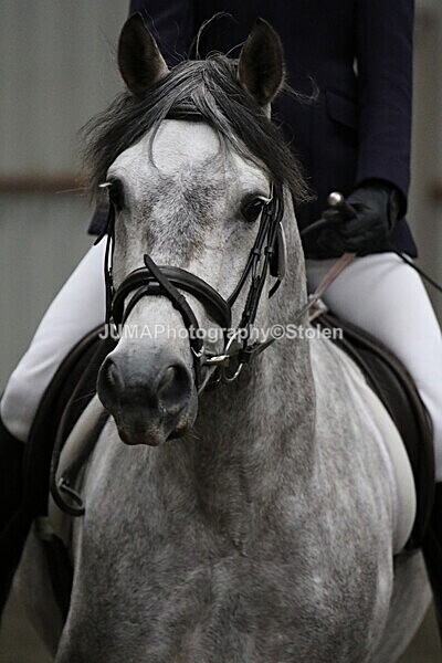 SIAL4030 - CAbin Dressage 5th july 2025