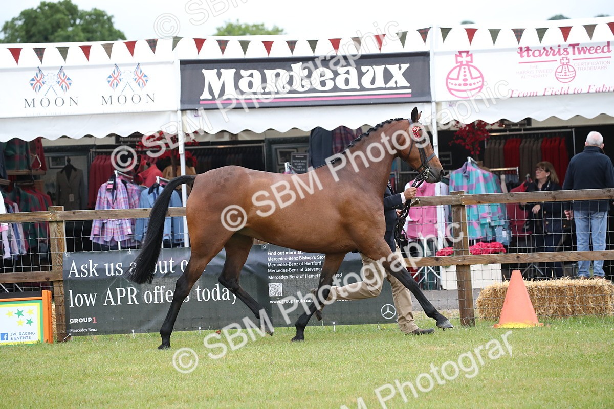 SBM_00128 - Class 17-20 - Arab & Part Bred - Anglo Arab In Hand
