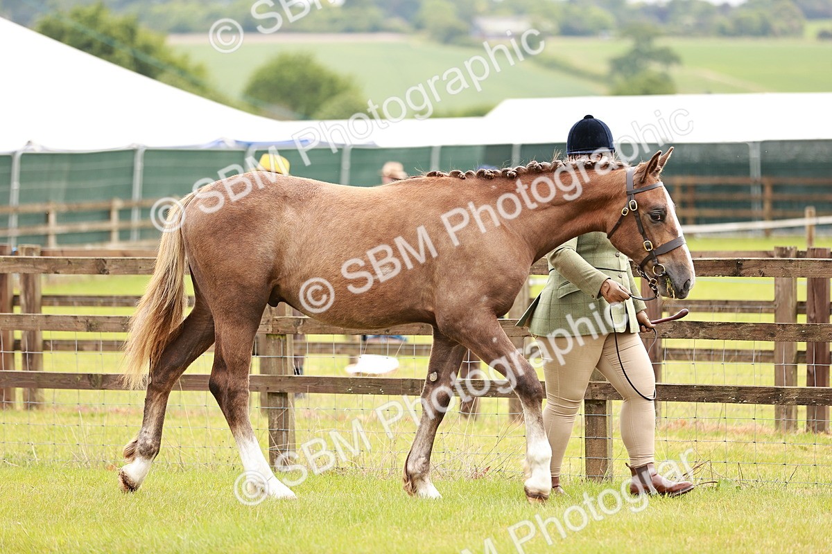 SBM_00663 - Class 26-30 Sport Horse In Hand