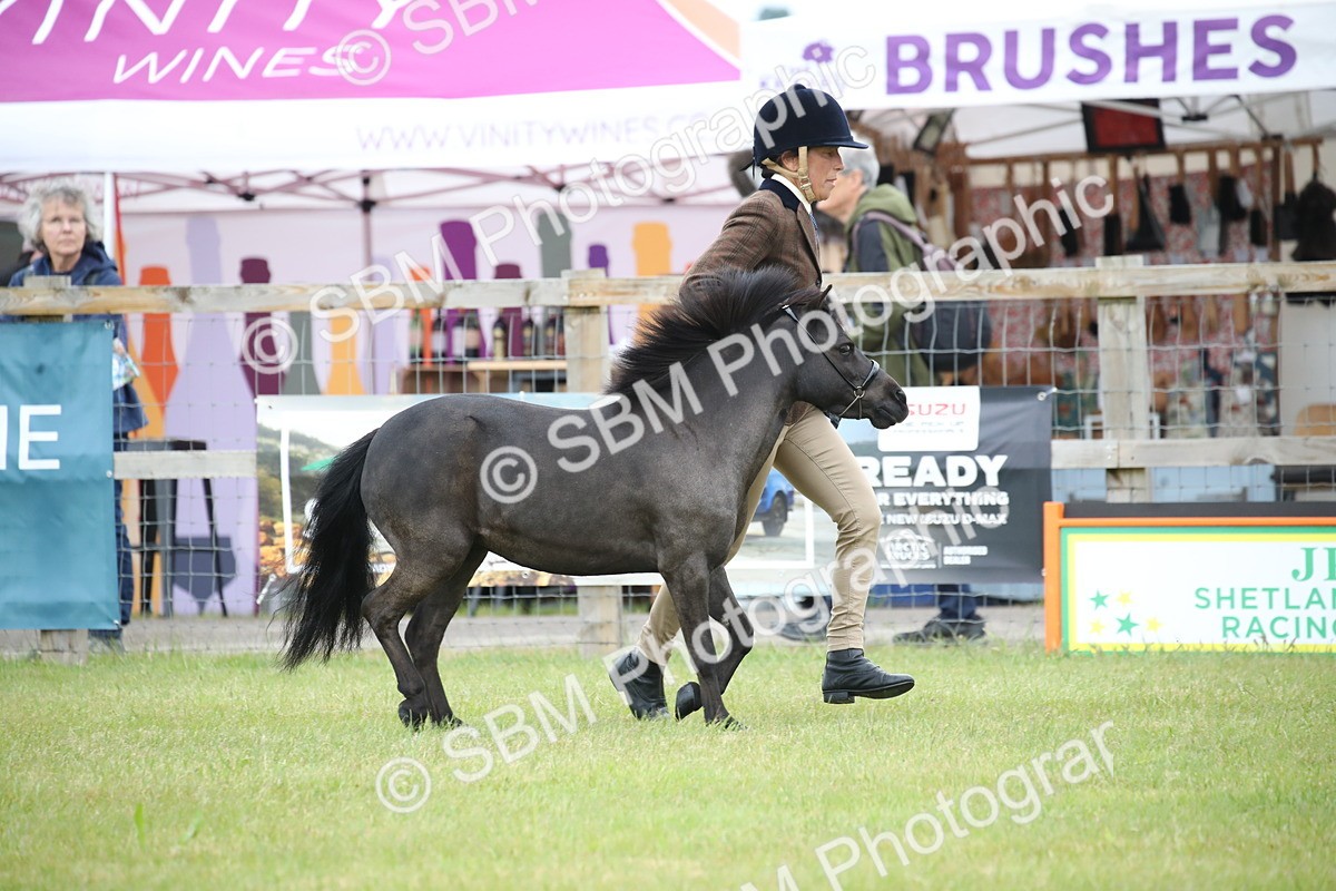 SBM_03873 - Class 23-25 - British Miniature Horse of the Year