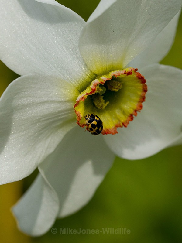  - MACRO IMAGES