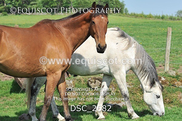 DSC_2682 - ARCHIVE REQUEST - Quincy and Guinness