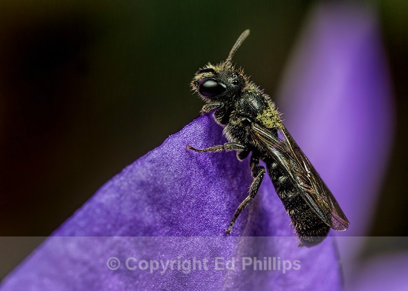 Chelostoma campanularum (m) - Chelostoma campanularum