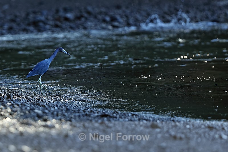 Little Blue Heron, Playa Cativo Lodge, Costa Rica - Little Blue Heron