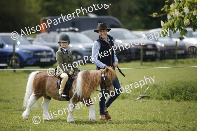 20260426-2144 - Class 9 - Handsomest Gelding