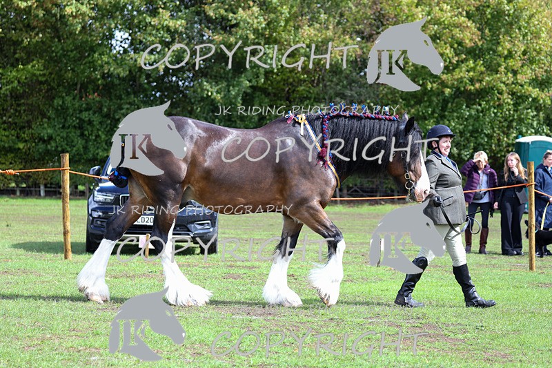 APP_3353 - Class 5 In Hand Championship