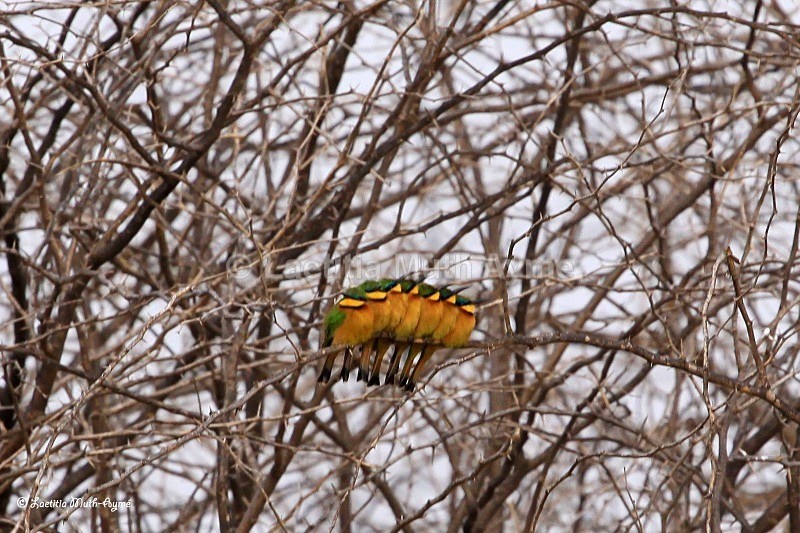 IMG_0312 Baringo - Birds