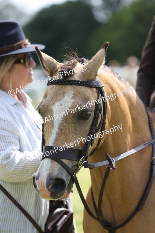 20260614-1880 - Class 21 - Novice Working Hunter Pony