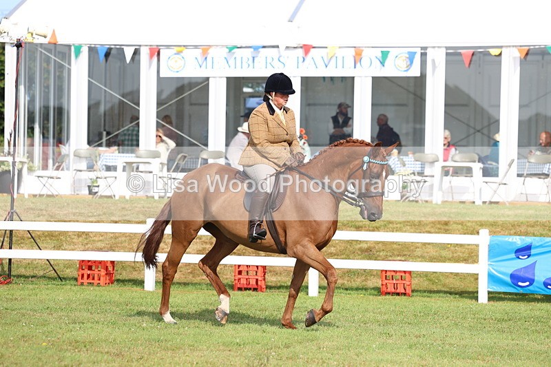 3E7A8215 - Class 2: Rising Star Large Hack/Riding Horse