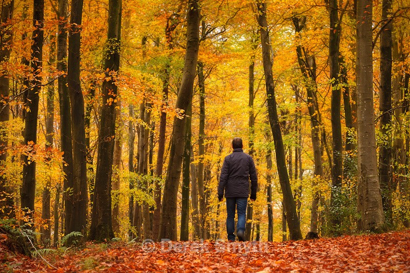 Walking In An Autumn Wonderland - Co. Armagh
