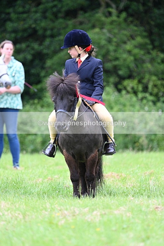 WJ7_4256 - Class 14A Handsome Gelding