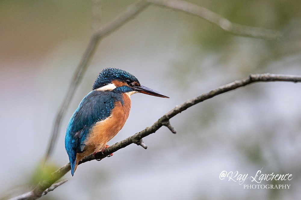 Kingfisher Alcedo Atthis036 - Kingfishers