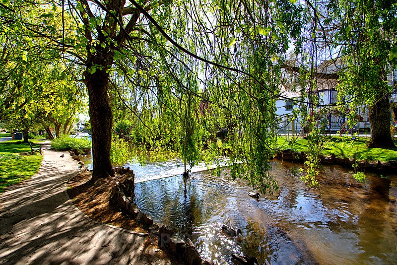 Springtime at the Brook in Dawlish - Dawlish (mainly black swans)