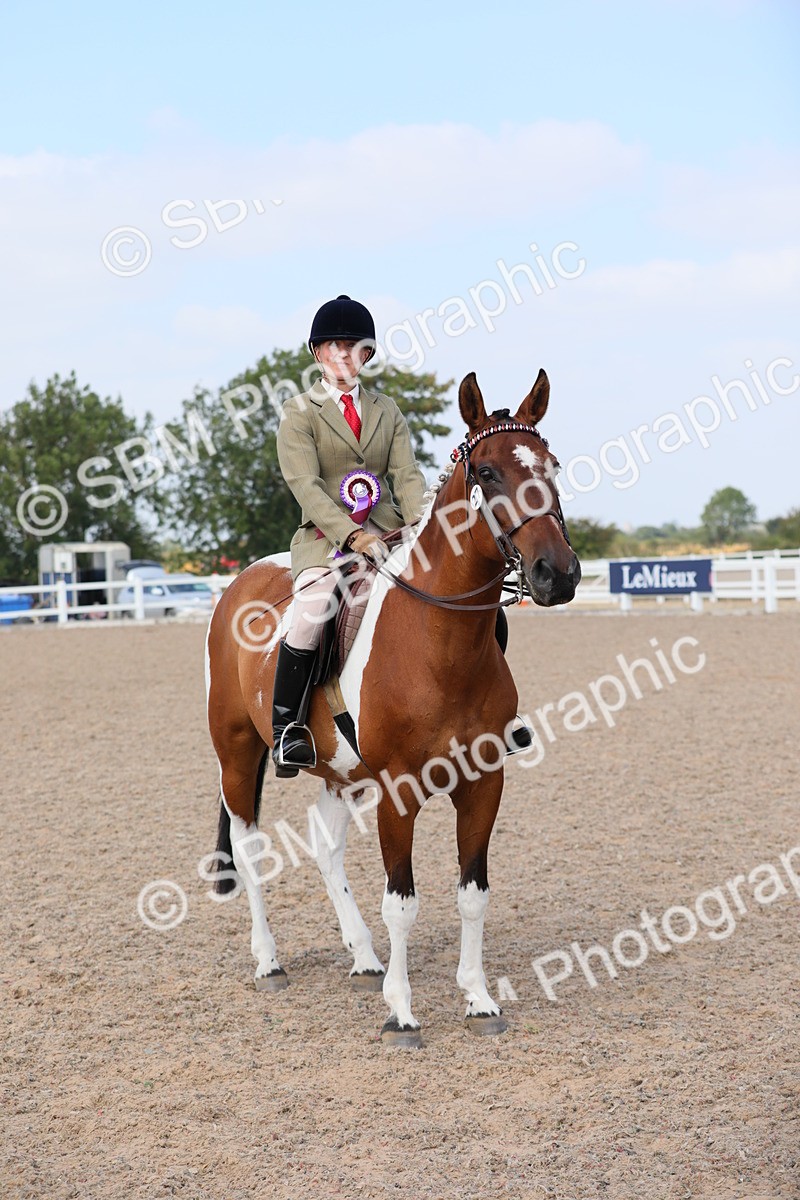SBM_13544 - Class 308 Ridden Coloured Horse