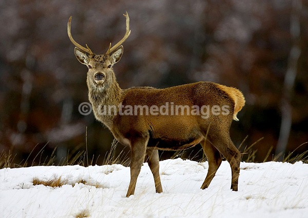 Red Deer - United Kingdom