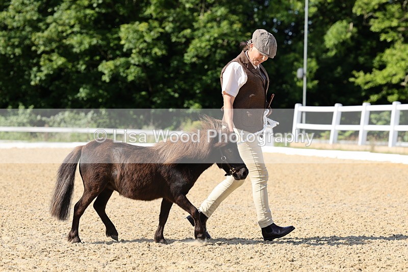 1X9A0655 - Class 3: Youngstock 1, 2, 3 year old not to exceed 153cm