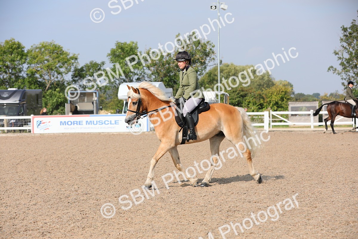 SBM_11357 - Class 305 Ridden Foreign Breeds- Pure Bred