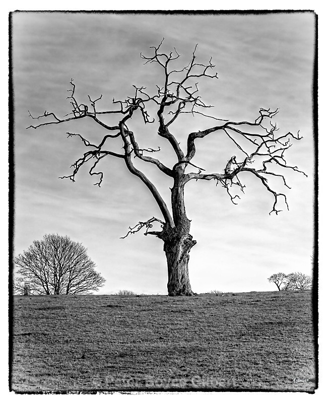 Blasted oak, Saltram. - Miscellaneous