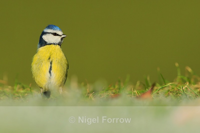 Blue Tit standing upright, Worcestershire - Blue Tit