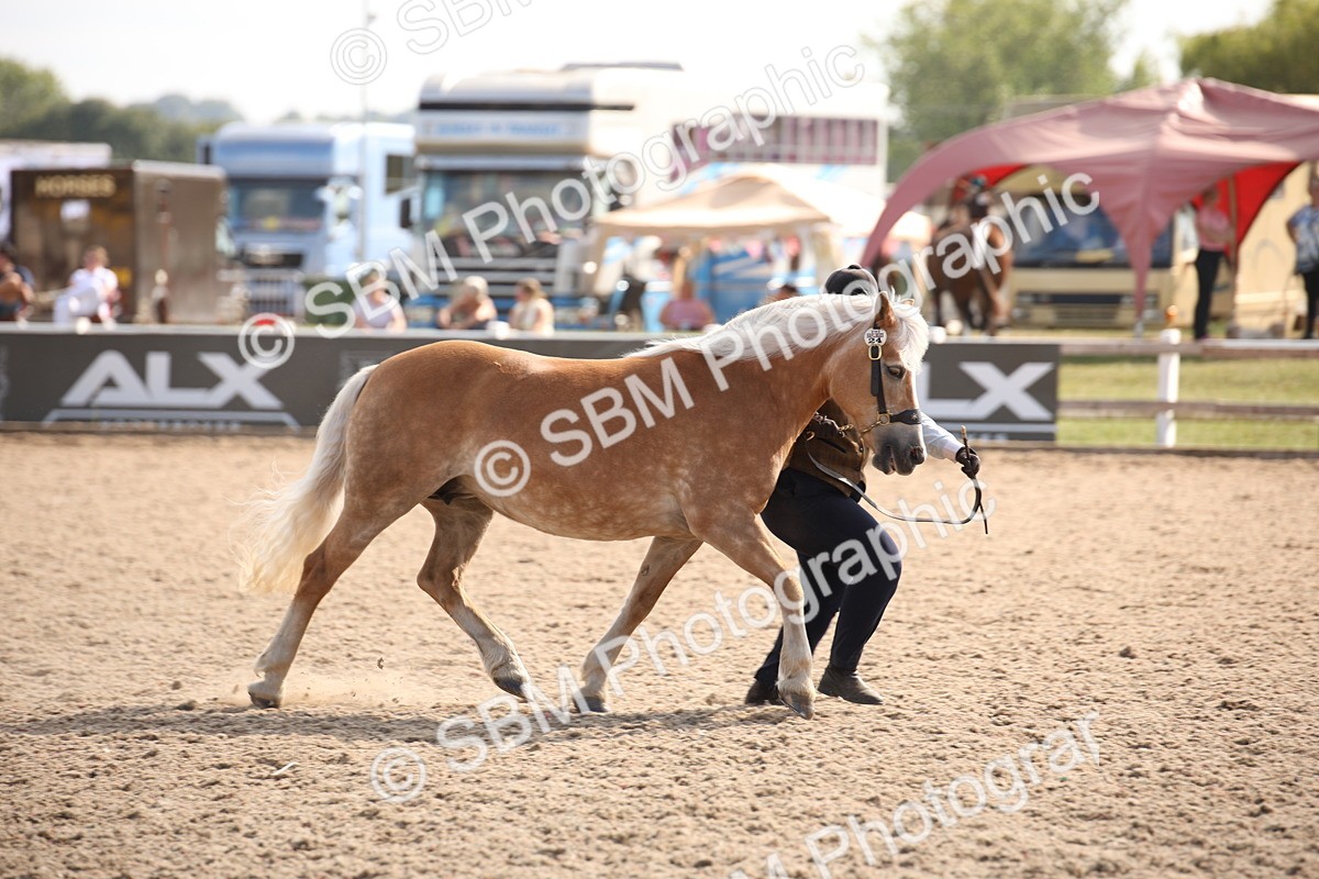 SBM_07089 - Class 25 IH Foreign Breeds- Pure bred
