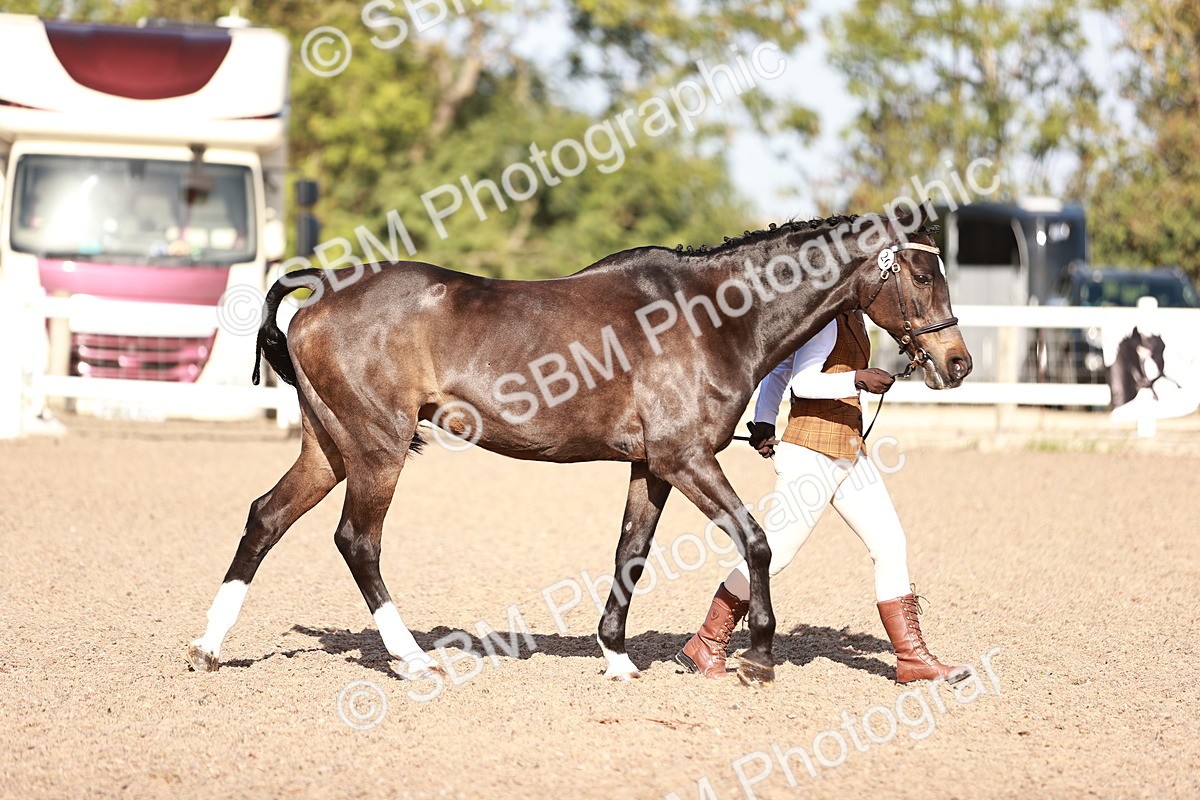 SBM_22007 - Class 702 - IH Show Horse-Pony