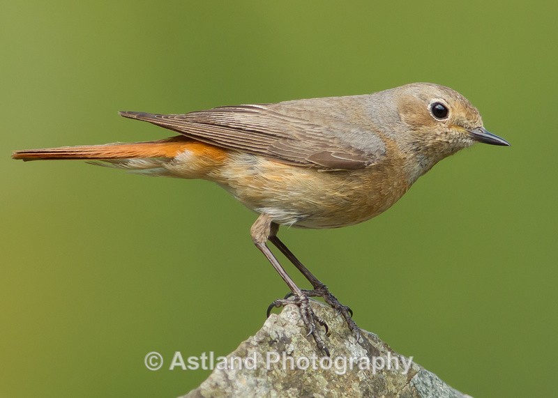 Astland Photography, Bird and Wildlife Images, Susan and Peter Wilson, U.K.
