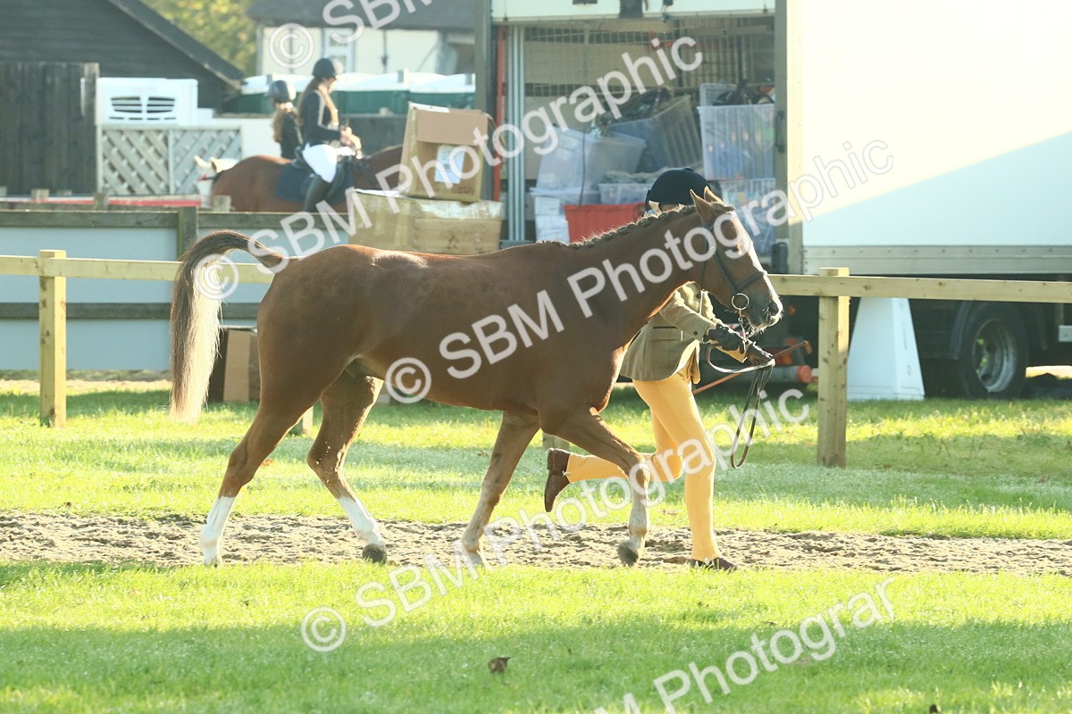 SBM_57402 - S37 - Starters In Hand Showing