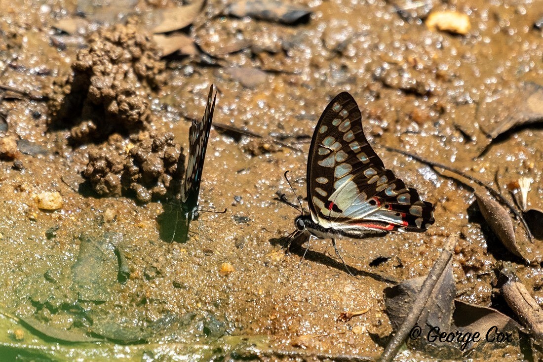 Common Jay - Sri Lanka