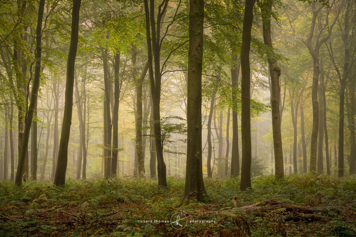 Seasonal prelude - Woodland