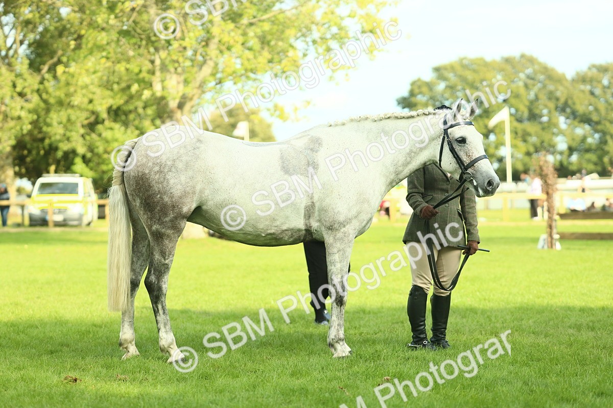 SBM_52134 - S33 - Working Hunter & Working Show Horse