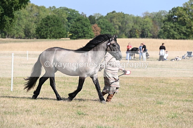 WJ6_4147 - Class 15 Youngstock