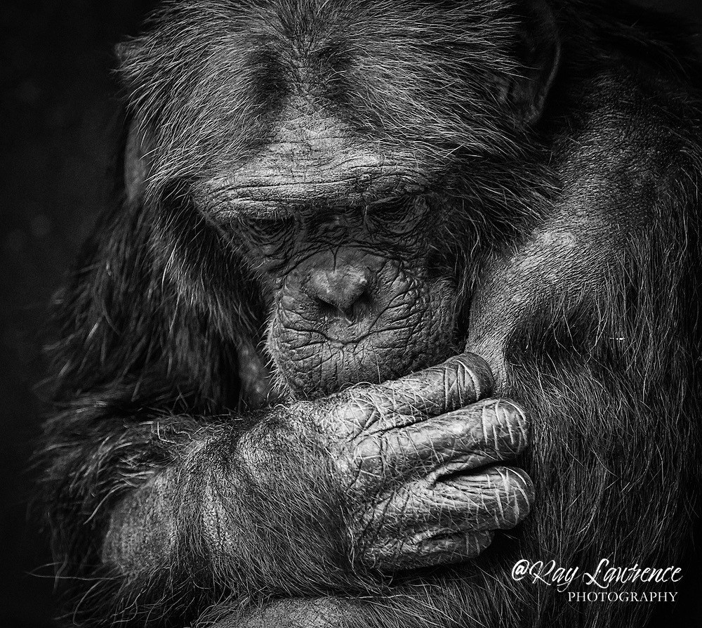 Deep in Thought -_M8D7612 - Wildlife - Other