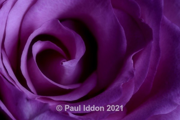 A Rose by Night - Creative