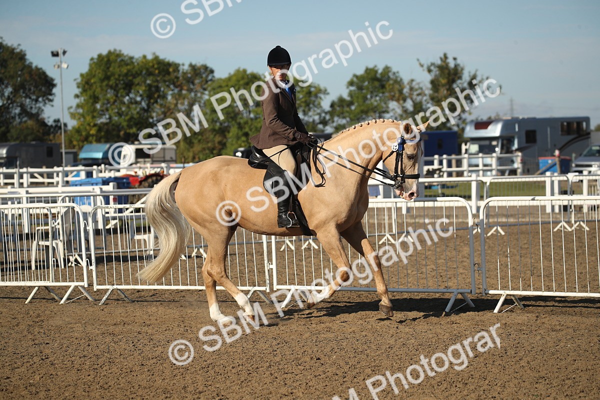 SBM_11310 - Class 501 -Riding Club Pony