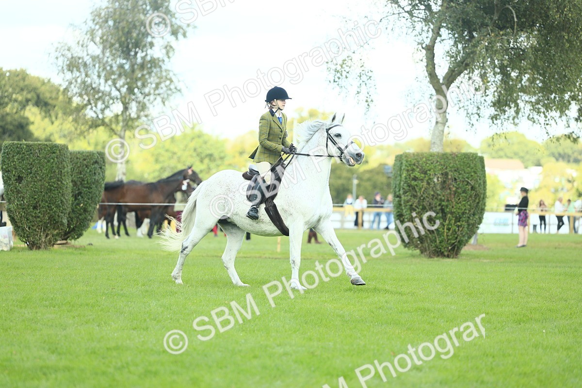 SBM_43022 - S30 - M&M Working hunter Pony