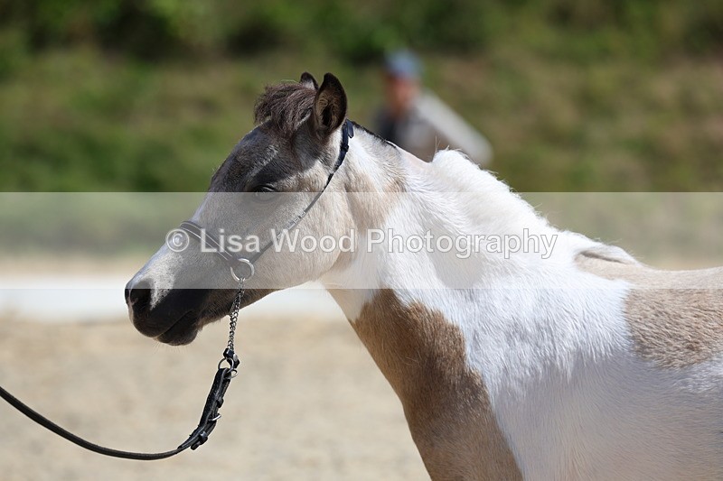 3E7A9479 - Class 30: Mnititature Horse